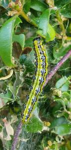 Annelies 03 - Hap hap hap